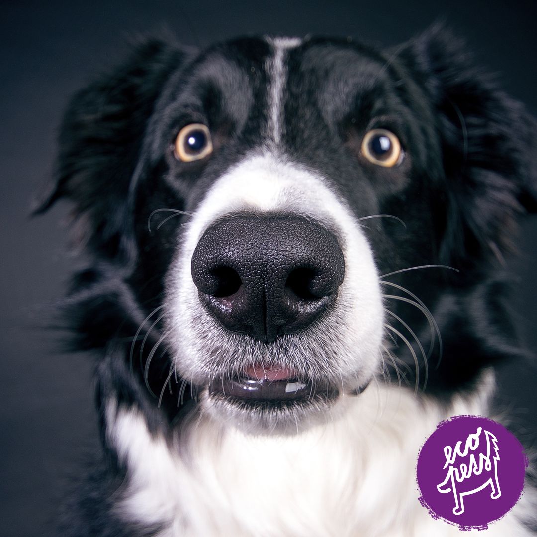 Bachovy esence pro psy, kočky a koně – přírodní cesta ke klidu-ecopets